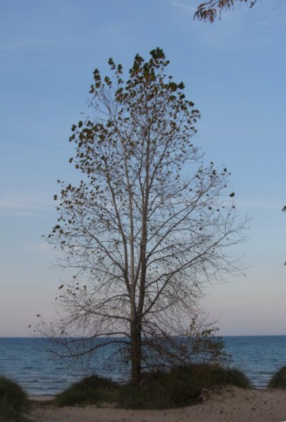 Autumn at Wilmette Beach